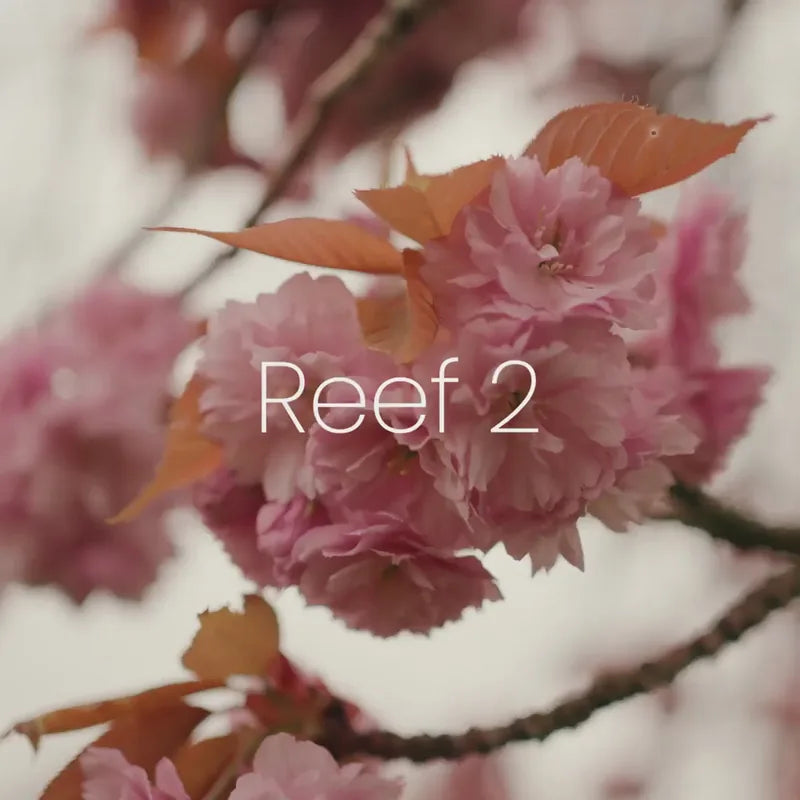 Vorschaubild des Silver-Cross-Herstellerfilms mit Blüten und dem Schriftzug Reef 2